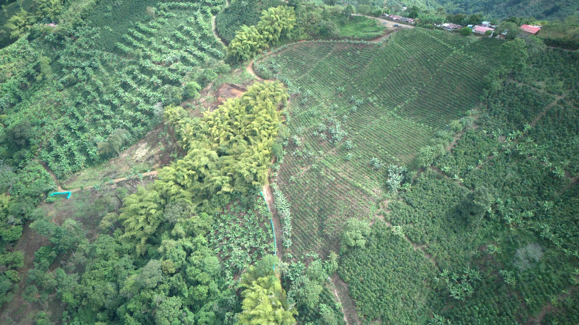 From Farm to Roaster