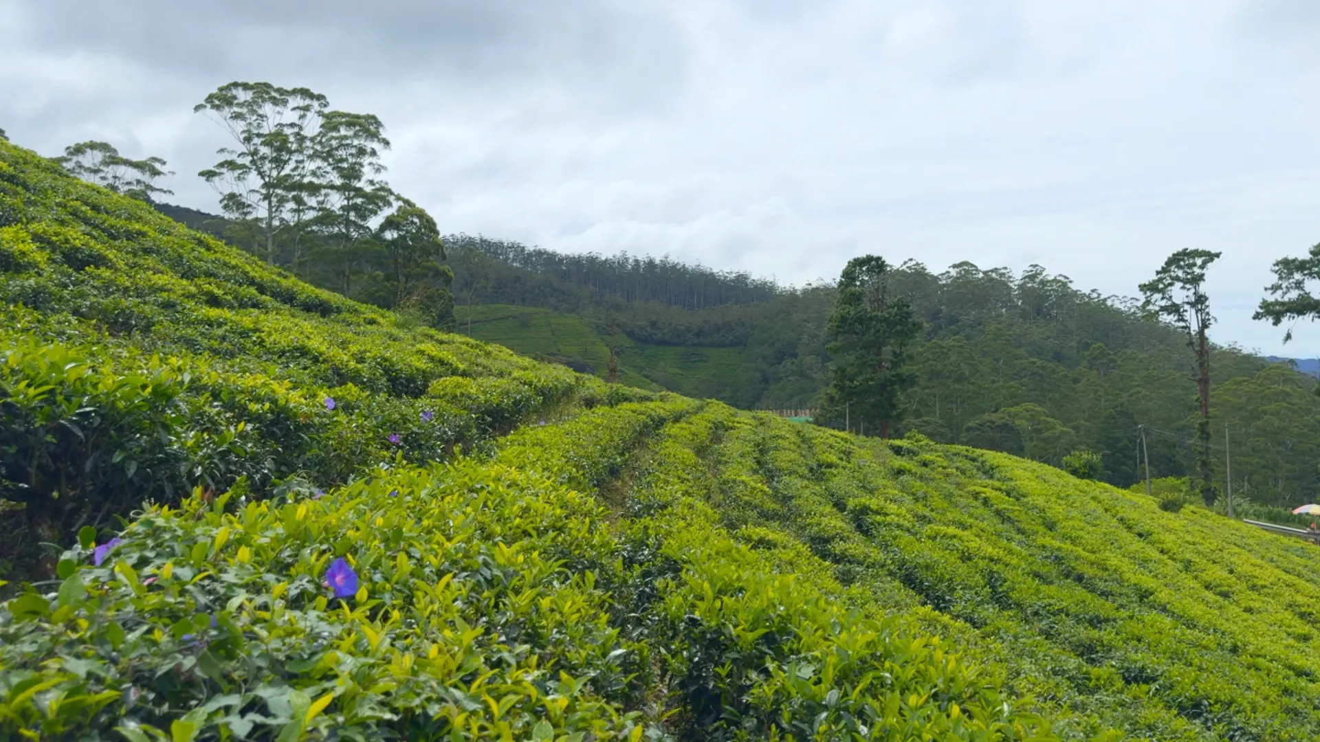 FINCA LA PATRONA